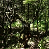 Plants: image 65 Of 208 Thumb